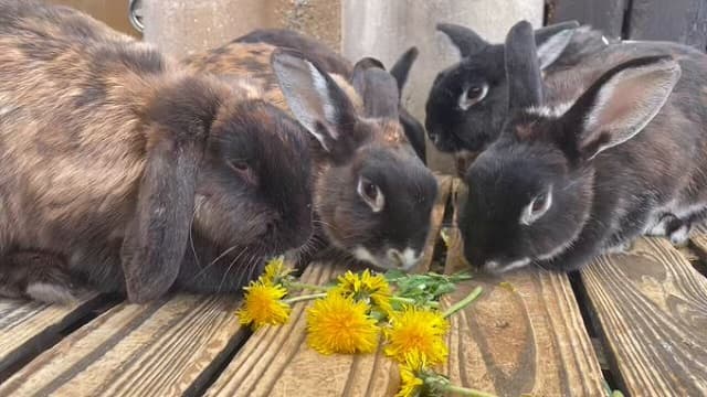 「花の部分まできれいに完食！」たんぽぽを食べるうさぎの可愛すぎる姿を秋吉台サファリランドが公開
