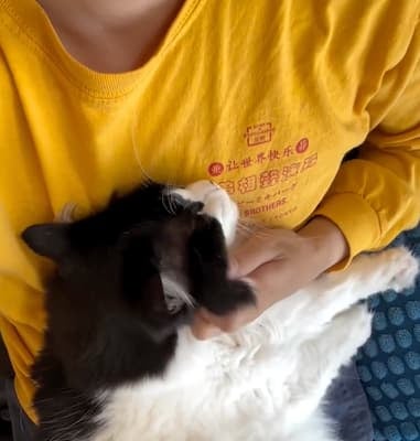 「これをしたら他なにもできなくなる」ミキ亜生が愛猫とのワンシーンをシェア