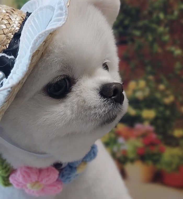 まるでぬいぐるみ！愛くるしい二匹の飼い主はあのエンターテイナー