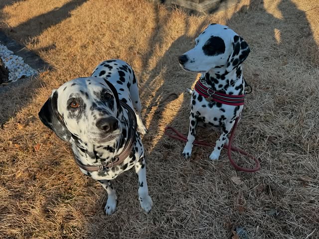 「穏やかな良き日になりますように。。」高岡早紀、散歩の愛犬2匹とファンへ寒中見舞い