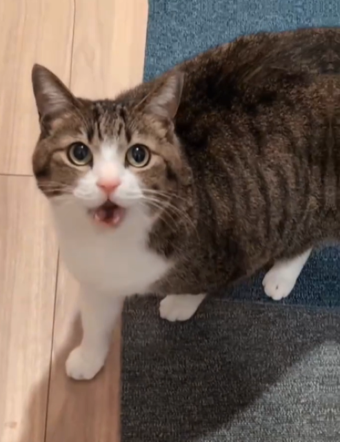 おやつに一心不乱な猫が可愛すぎる！Suzume Catの最新動画が「嬉しそうに舐めてる！」と話題に！