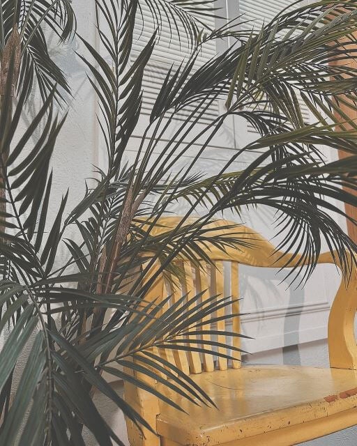 松島聡、自宅の観葉植物が元気をなくして心配に…そんな中、撮影で出会った生命力あふれる植物に癒される