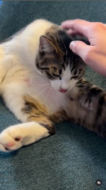 ロングコートダディ堂前、愛猫のお腹に独特の表現！ファンからは「美味しそう」の声も