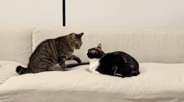 「トムとジェリーなん？ww」SnowMan・佐久間大介が愛猫の様子をシェア