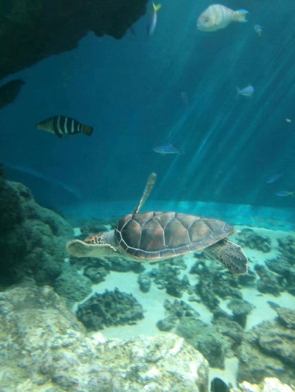 あの人気YouTuberが水族館での涼しげショットを公開
