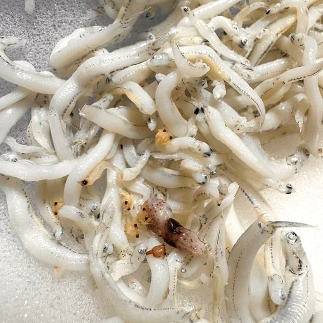 海はメガロパの季節？桝太一がしらすの中に”チリモン”大量発見！