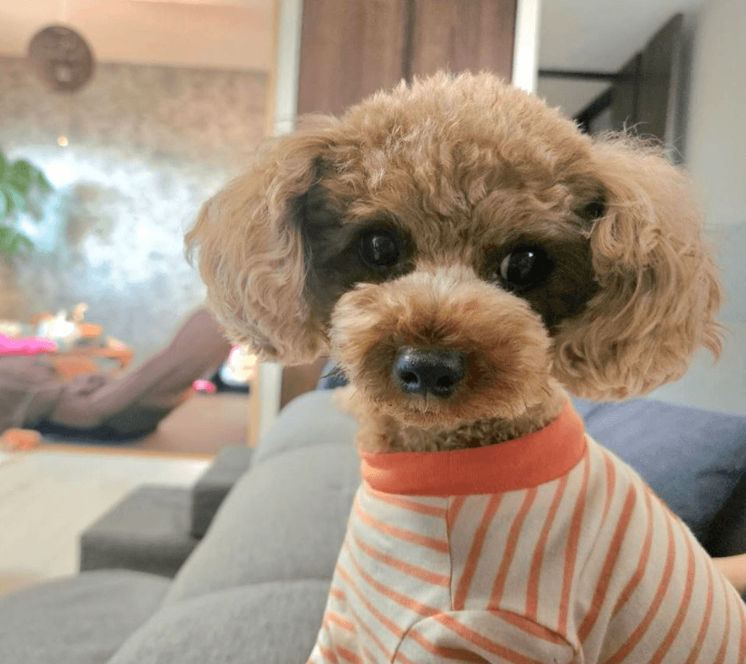 東京女子プロレス 遠藤有栖、Instagramで愛犬との癒しの時間をシェア