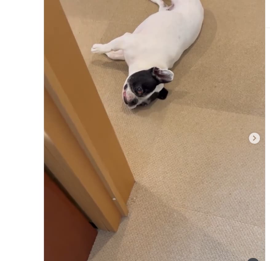 「リンタンの元気な姿に癒されます」ジャーナリスト・安藤優子、マットでゴロゴロする愛犬の様子を公開！