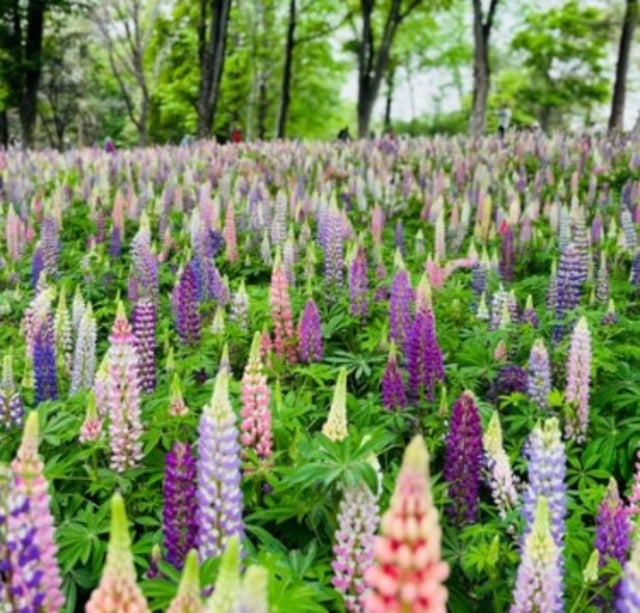 「全部ベストな気がして消せない」にしおかすみこが花の写真をたくさん撮る！