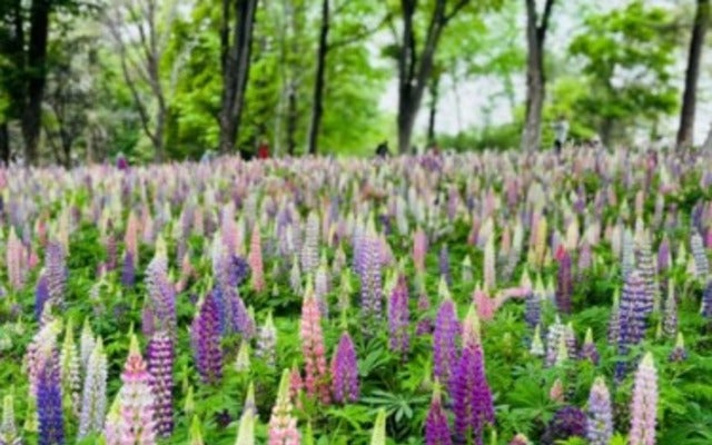「全部ベストな気がして消せない」にしおかすみこが花の写真をたくさん撮る！
