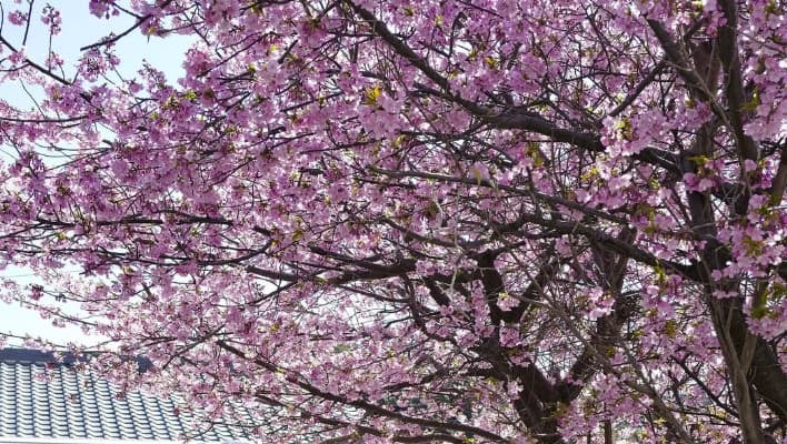 新田さちかが「いつかの甘いひと時」とコメントに桜満開の画像を投稿！