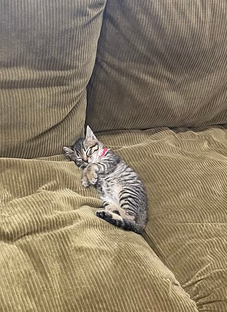 「子猫のいる会社だったので…」〇〇みたいにソファにめり込む猫の姿に働きたい人が続出!?