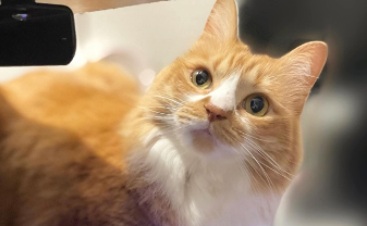 「電源オフられそう…！」津田麻莉奈、愛猫・虎太郎のPC占拠ショットにほっこり