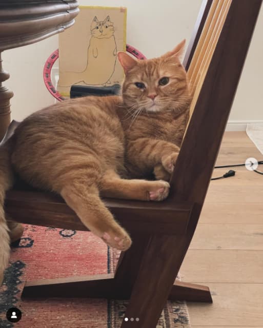 石田ゆり子、久しぶりの「保護猫ハッチ」公開！