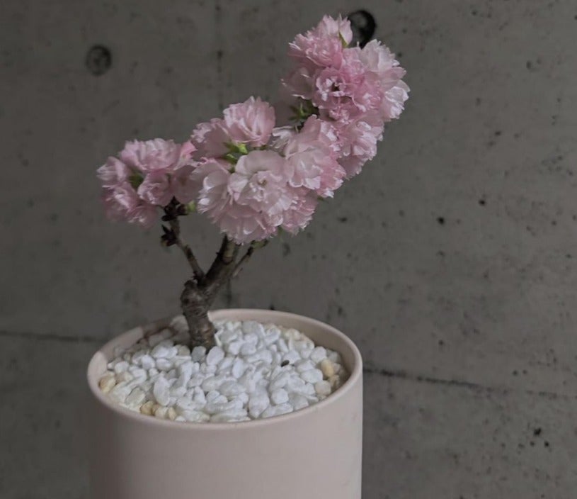 吉川愛の春らしい投稿に「素敵」「綺麗ですね」の声多数！