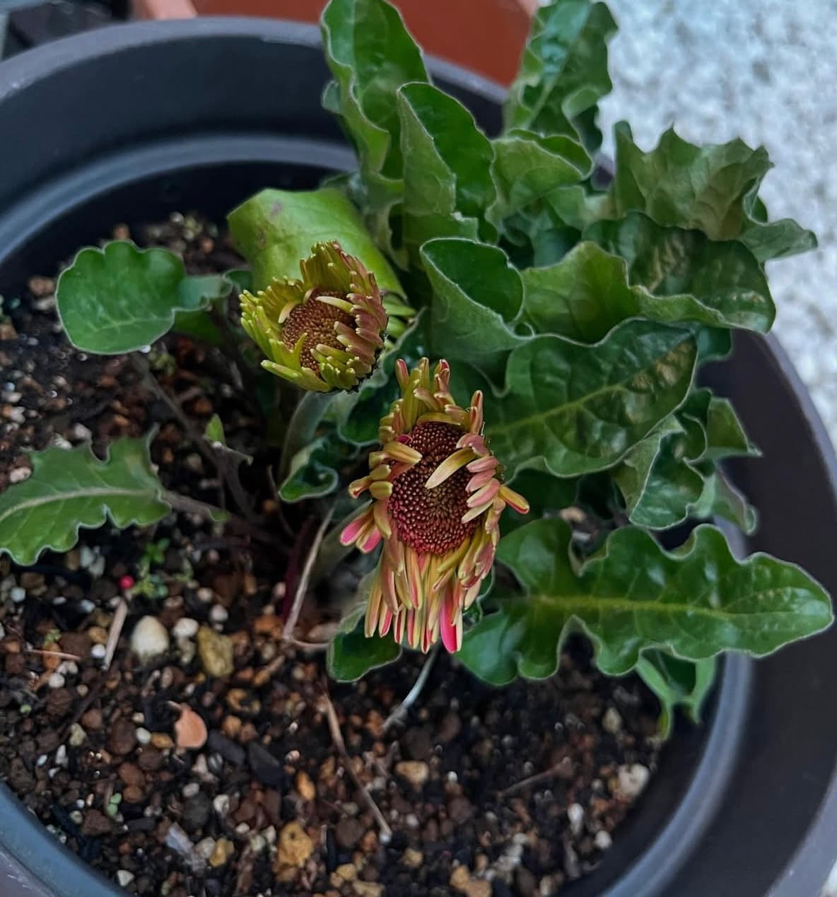 「『イェ〜イ』がもう無邪気！」お庭のお手入れを楽しむ工藤静香のプライベート動画が話題に！