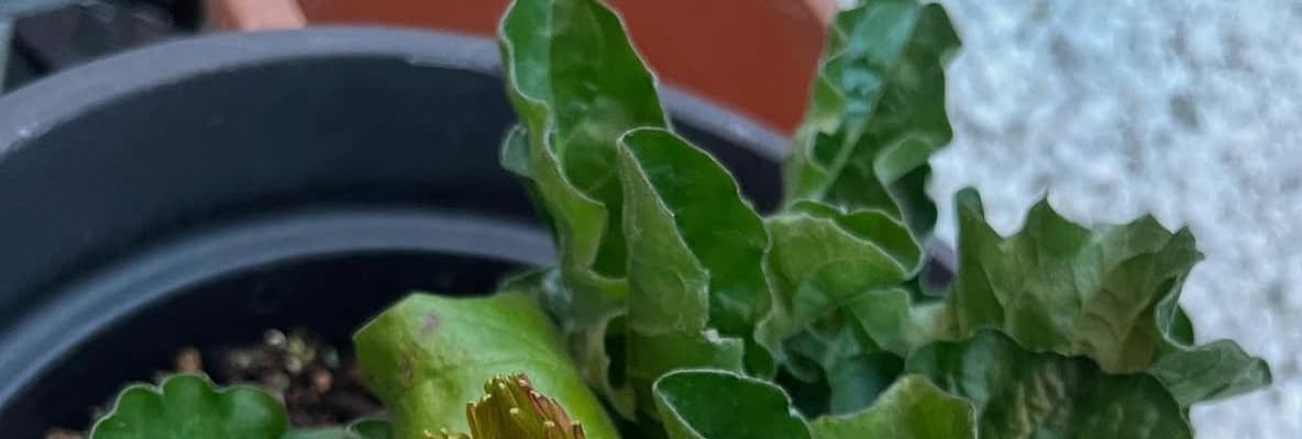 「『イェ〜イ』がもう無邪気！」お庭のお手入れを楽しむ工藤静香のプライベート動画が話題に！