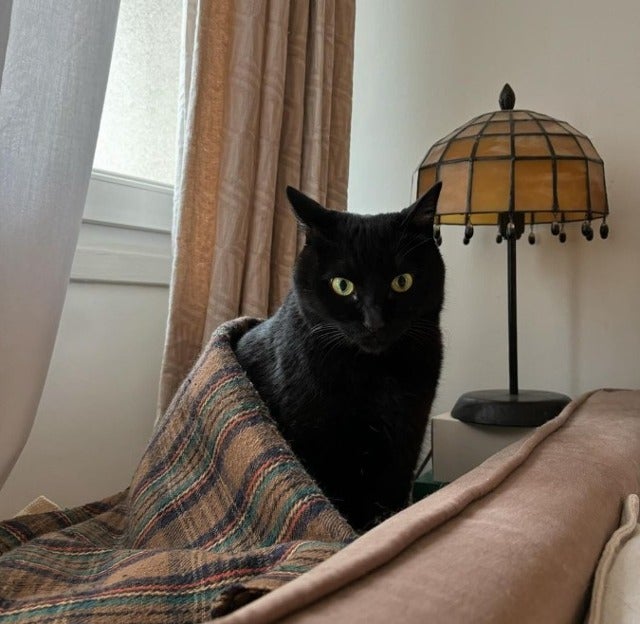 猫沢エミのパートナーが大忙し！ジュネーブから南半球の島へ！