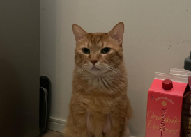 石田ゆり子、ハニ坊の“おやつ待ち作戦”にほっこり反響　「ここで待ってるとだいたいおかーさんが来ます」