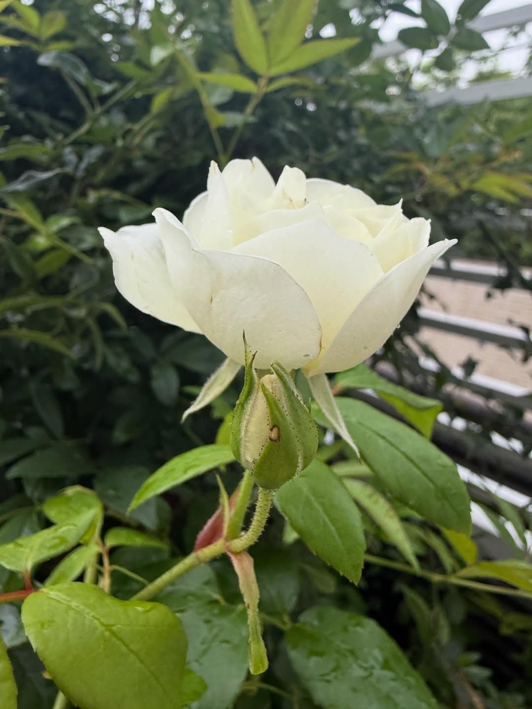 「ぜひグッズ化してください！」栗原はるみ、愛猫イラスト入りのオリジナルグラスを披露し話題に