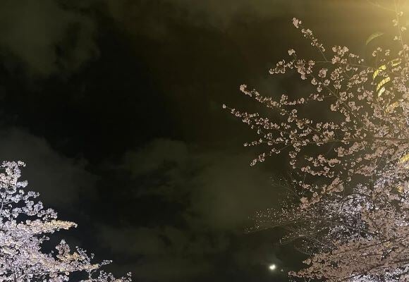 女優・高島礼子が魅了された夜桜。六本木の桜が今、最高潮