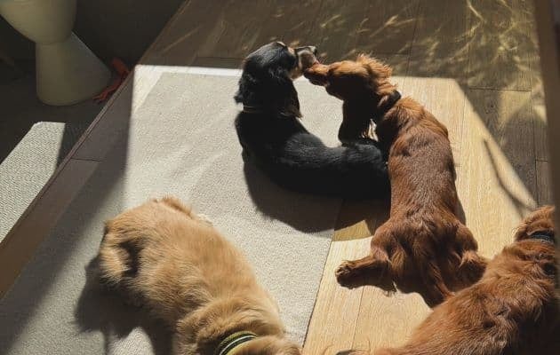 「この子らの親は私」氷川きよし、愛犬たちが日向ぼっこをするショットを公開しファンが癒される！