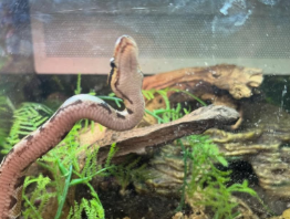 上原浩治、「ニョロニョロって上がっていきたい」と前向き投稿！