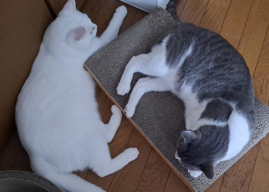 元乃木坂46・佐々木琴子、27歳の誕生日を報告「お誕生日おめでとう、わたし！」