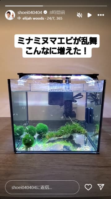 「こんなに増えた！」照英、メダカ用水槽で大繁殖のミナミヌマエビ公開