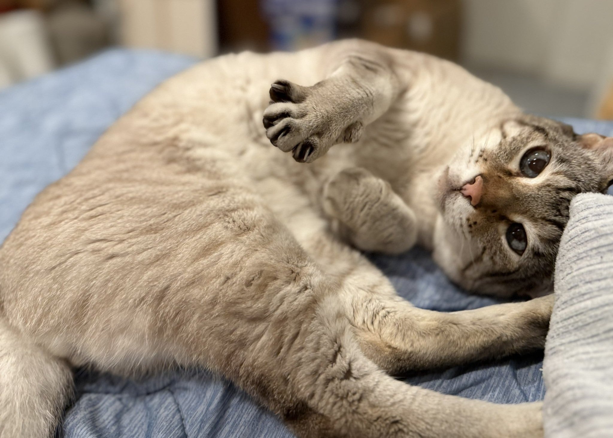 やす子、愛猫アビシの癒しショット公開「今日もウルトラスーパー大好きだ～」