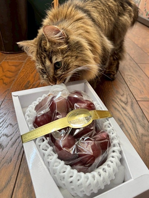 武藤敬司のもとに石川県の名物ブドウが！名前が被る愛猫も興味津々？