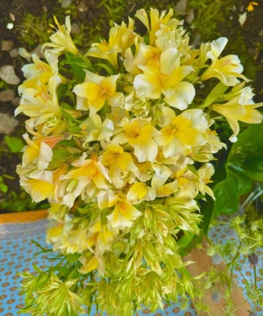 夏木マリ、今日は涼しいところへ!初夏を感じる#お花シリーズのショットを公開