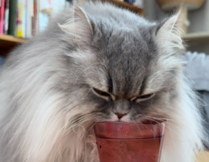 「可愛さが罪！」中川家・剛、愛猫まるこの“お上品すぎる水飲み動画”に癒しの嵐！