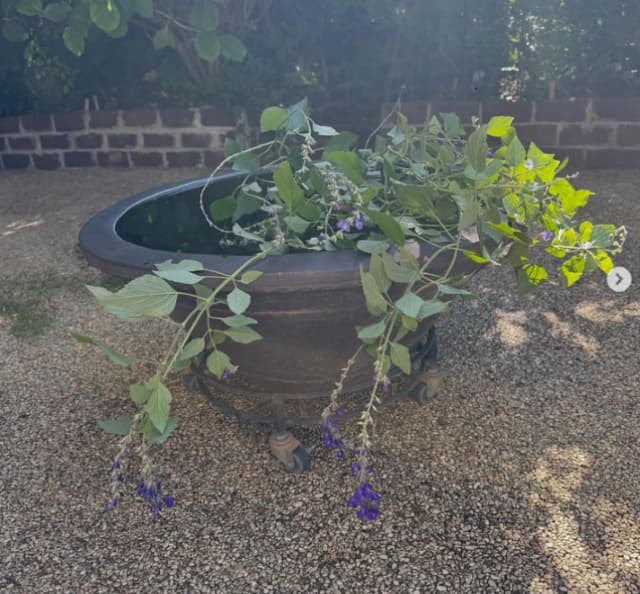 料理家 栗原はるみ 植物「セージ」の美しさにうっとり！光と影の対比が美しい！