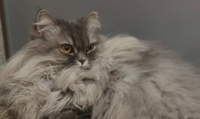 「貫禄がすごい…！」中川剛の愛猫・まるちゃん、ゴージャスな姿にファン歓喜