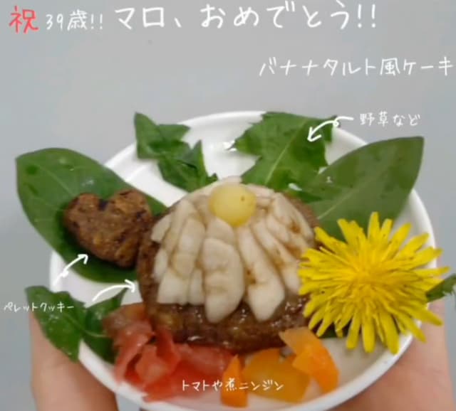 39歳のお祝い！長生きブラウンキツネザル・マロ、心温まるバースデー