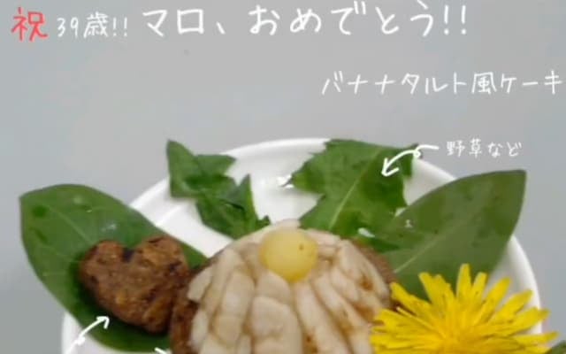 39歳のお祝い！長生きブラウンキツネザル・マロ、心温まるバースデー