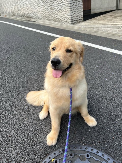 「今日で9ヶ月」高橋ひとみの愛犬が見せたパピー最後のあどけなさ