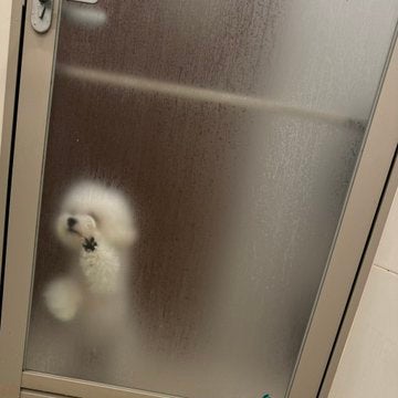 「モフりたくなってしまう…」LiSA　愛犬の可愛すぎる写真公開にファン悶絶！！