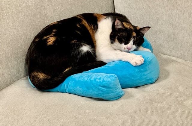 「今日はシャチちゃん大活躍」佐久間大介の愛猫が”ボーボボ”キャラを連続討伐!?