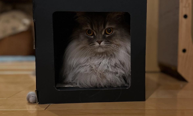 「飛び出たマルちゃん」にキュン死寸前！中川家・剛の愛猫ショットに絶賛の嵐！