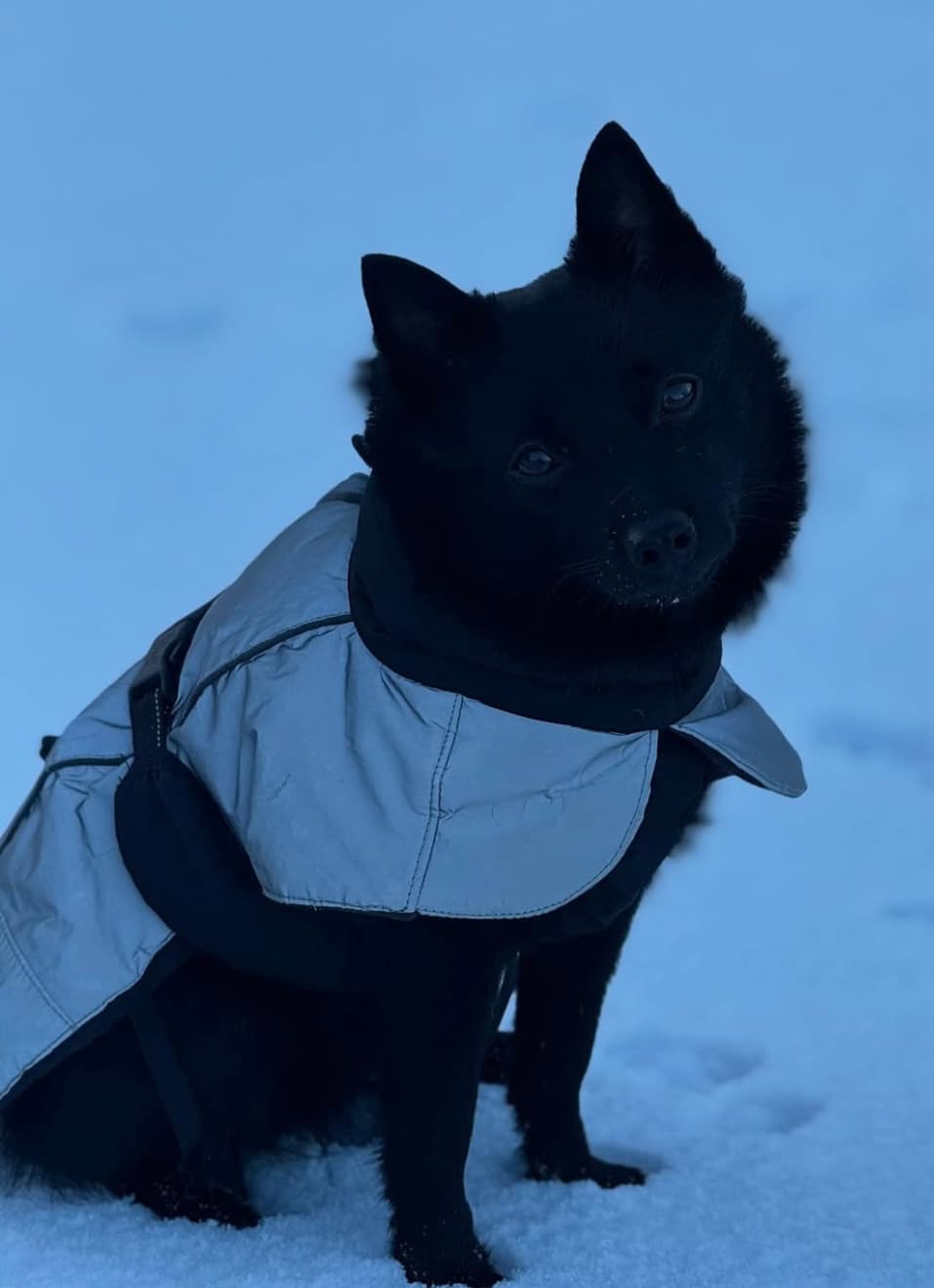 「犬も子供も、大人もみーんな身につけています」女優・杏、フィンランドでの必須アイテムとは！？