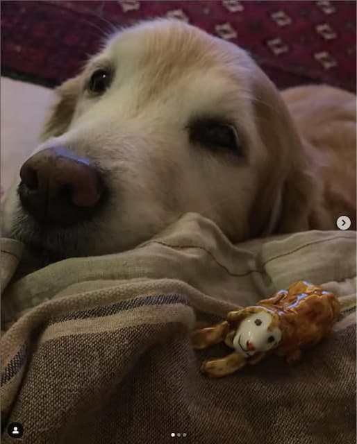 石田ゆり子、愛犬ゆきちゃん10歳のお祝いで「小さいゆきちゃん」のプレゼントにファンほっこり