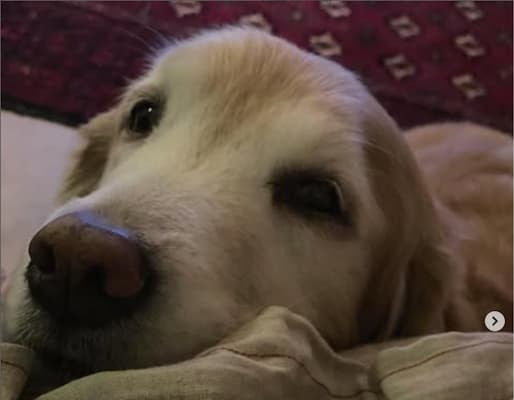 石田ゆり子、愛犬ゆきちゃん10歳のお祝いで「小さいゆきちゃん」のプレゼントにファンほっこり