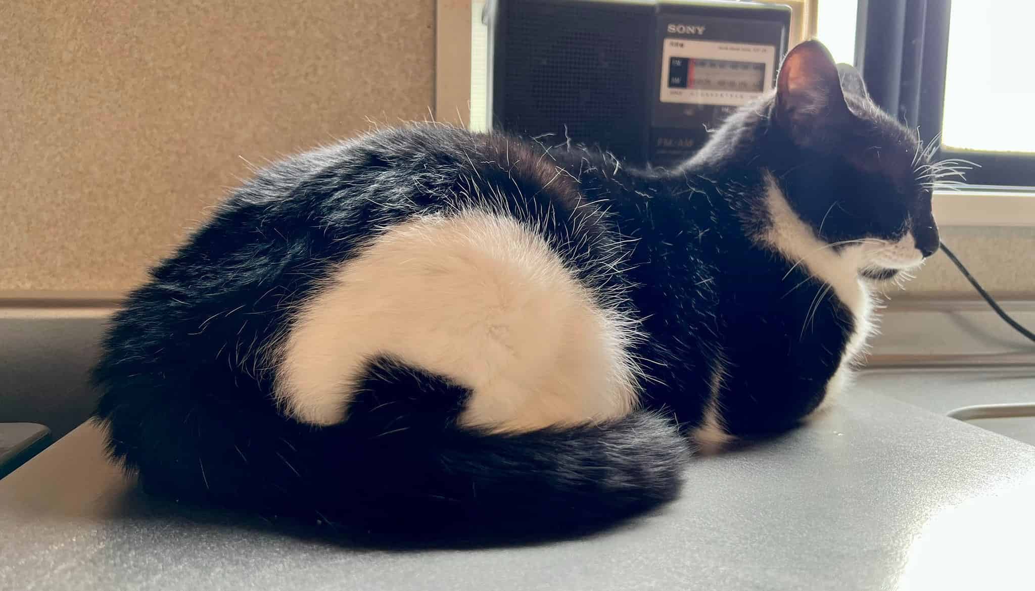 名前も模様も「おにぎり」の猫　#おにぎりの日に話題