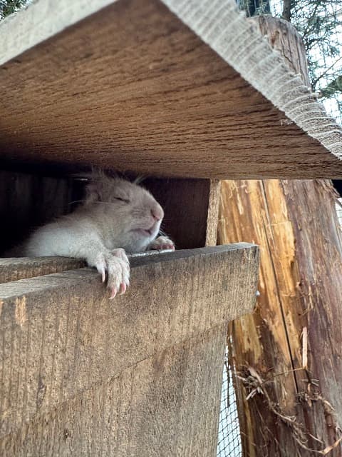「見事に撮影失敗しました！」ニホンリスの可愛すぎる失敗ショットを盛岡市動物公園 ZOOMOが公開！