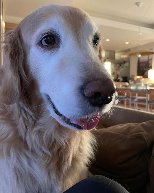 「ゆきちゃんをお届け」石田ゆり子、愛犬の