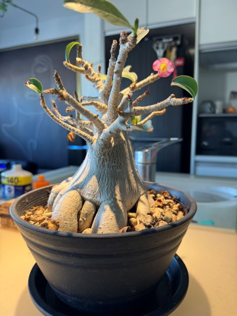 とろサーモン・久保田、8年育てたアデニウムに初めて花が咲き喜び「これはいい事あるぞ」