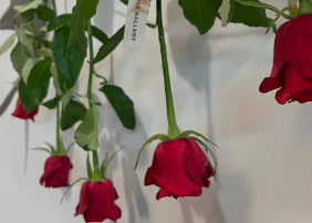 星野真里、薔薇とともに紡ぐ短歌「終わりじゃないと美しく泣く」