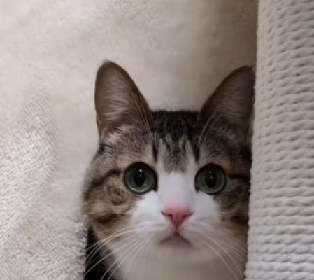 優しく見守るお兄ちゃん猫が可愛すぎる！Suzume Catの最新動画が「微笑ましい」と話題に！